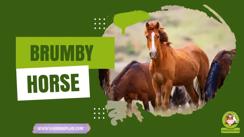 Brumby Horse