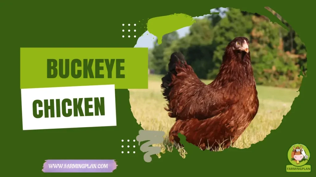 buckeye chicken