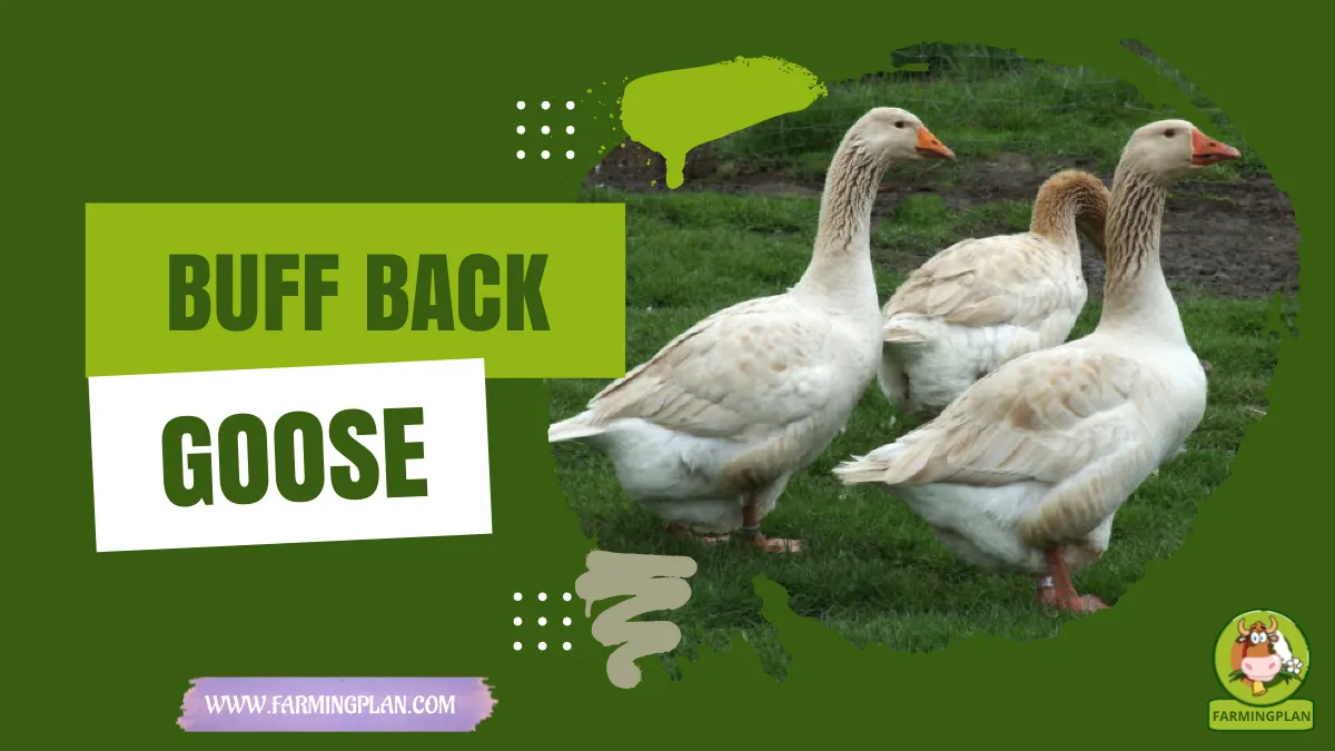 buff back goose