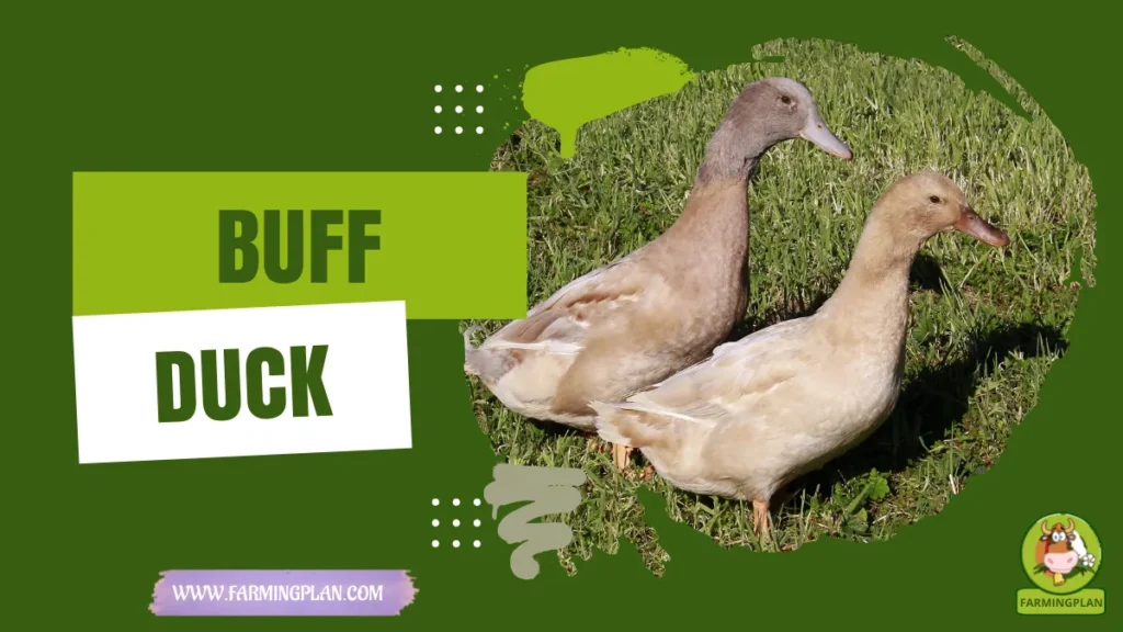 buff duck