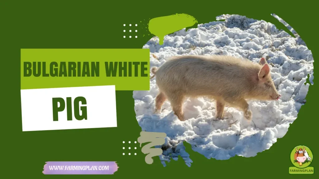 Bulgarian White Pig