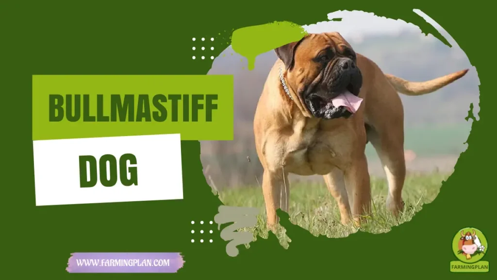 bullmastiff dog