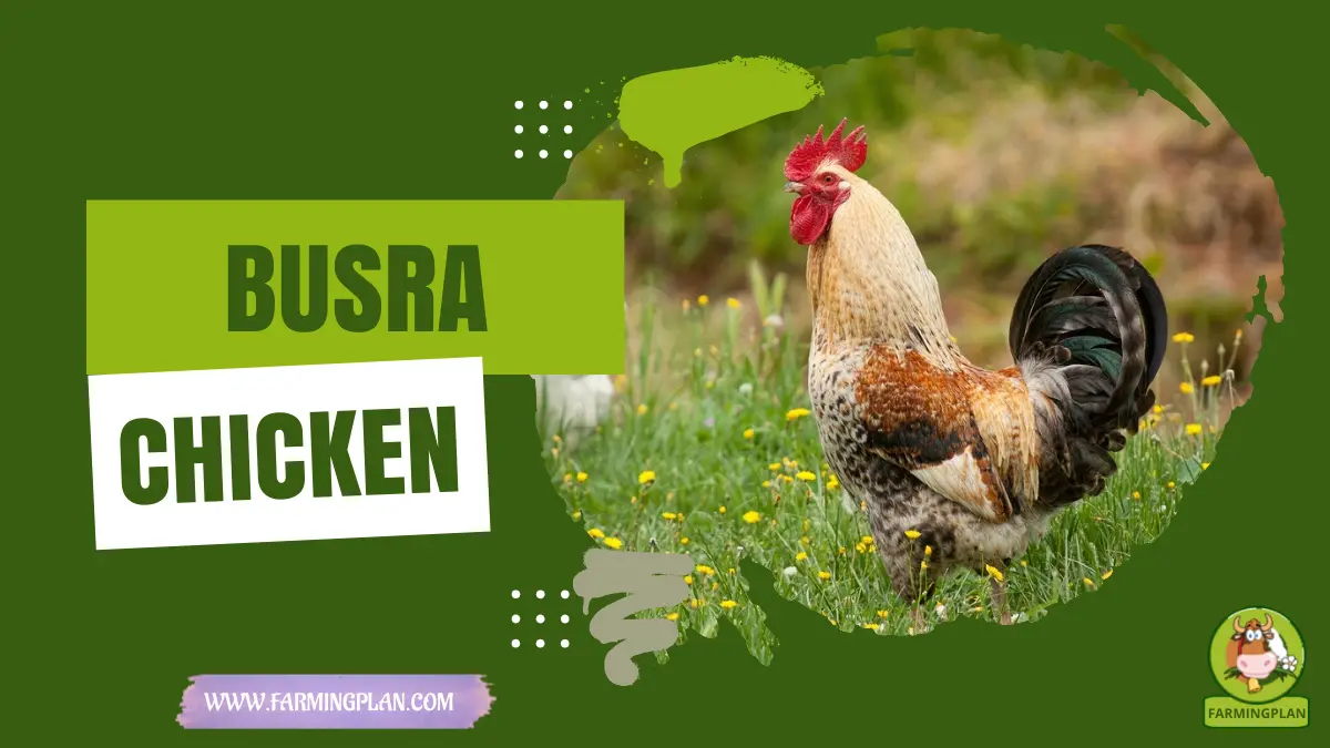 busra chicken