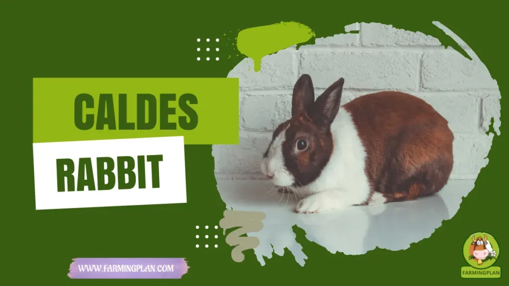 Caldes Rabbit