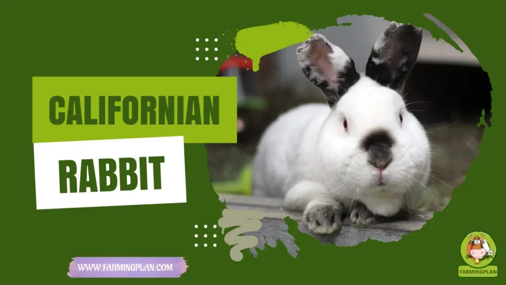 Californian Rabbit