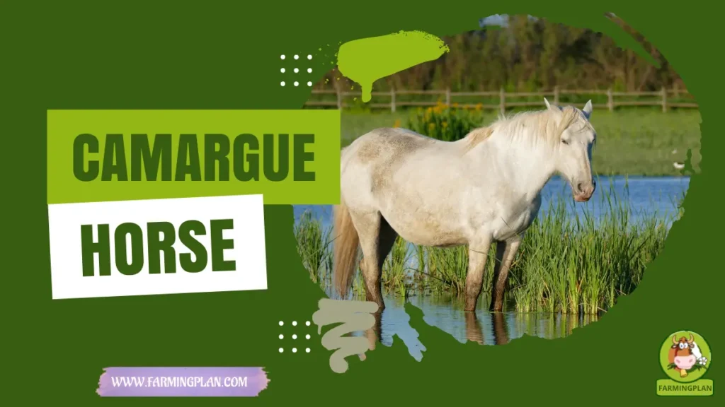 Camargue Horse