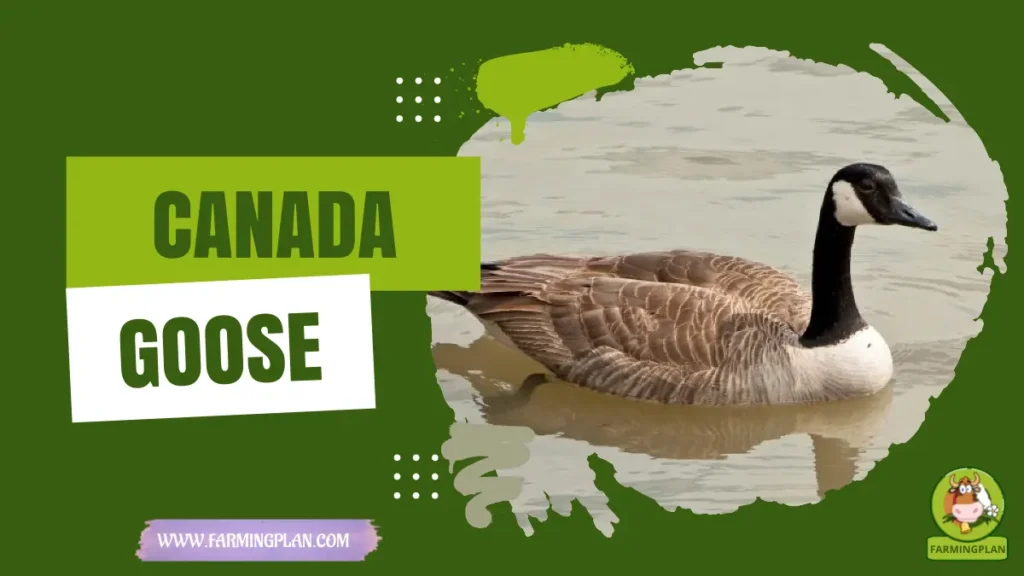 Canada Goose