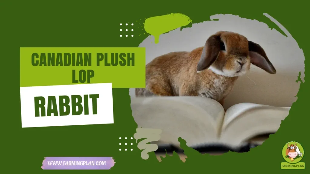 canadian plush lop rabbit