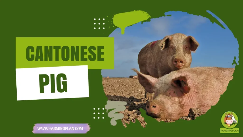 Cantonese Pig