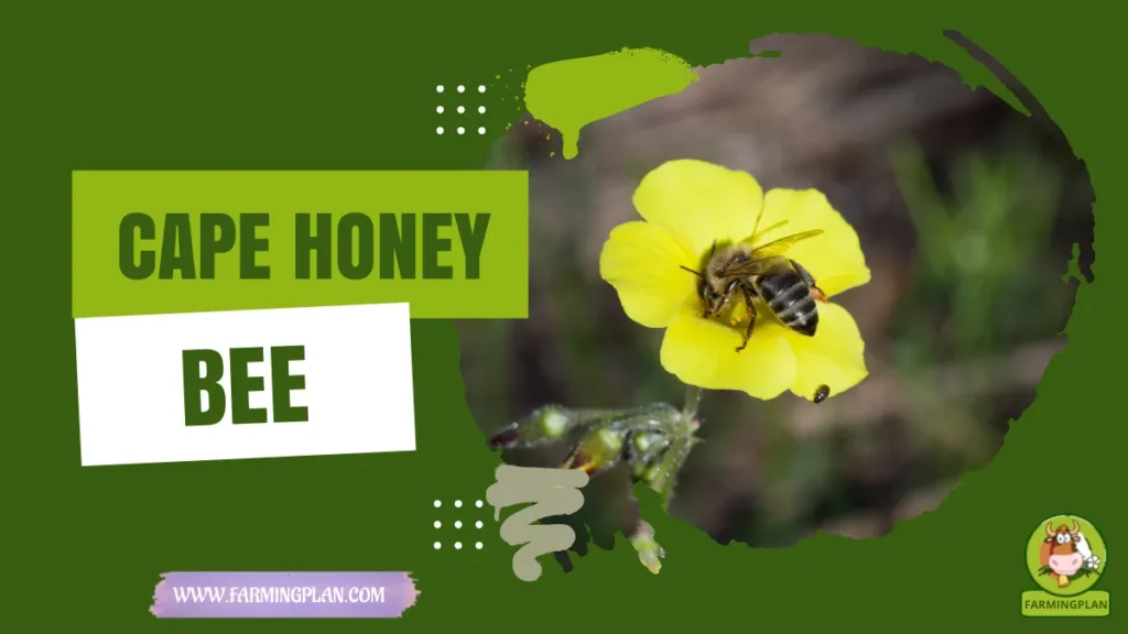Cape honey bee