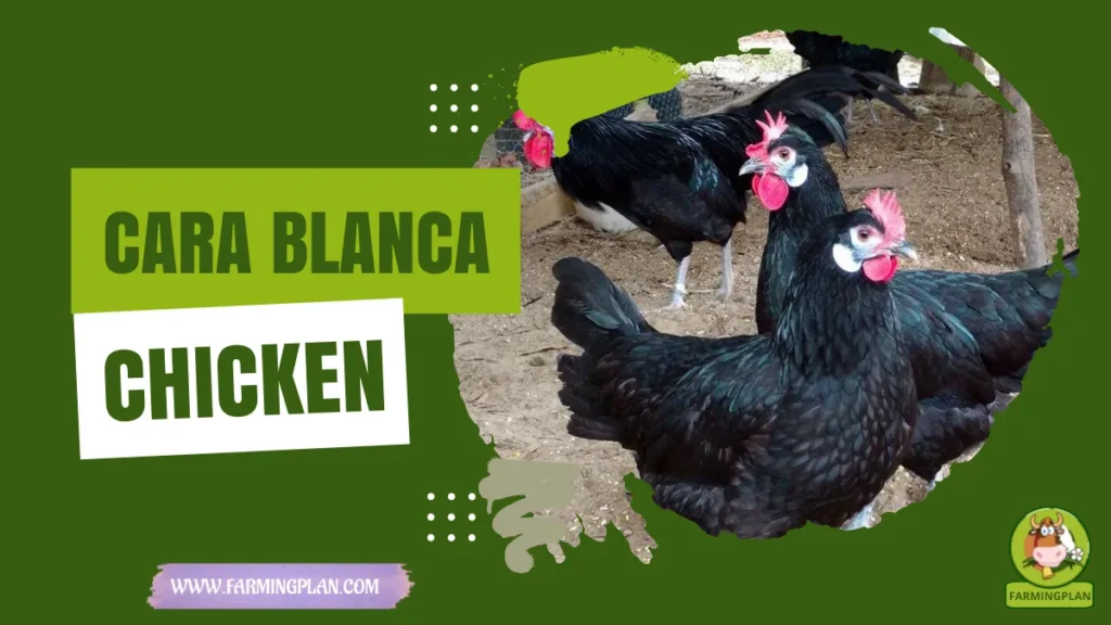 Cara Blanca Chicken