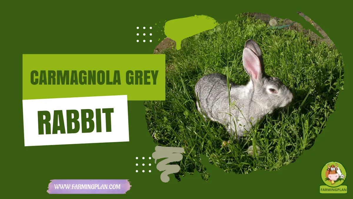 carmagnola grey rabbit
