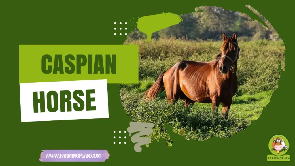 Caspian Horse