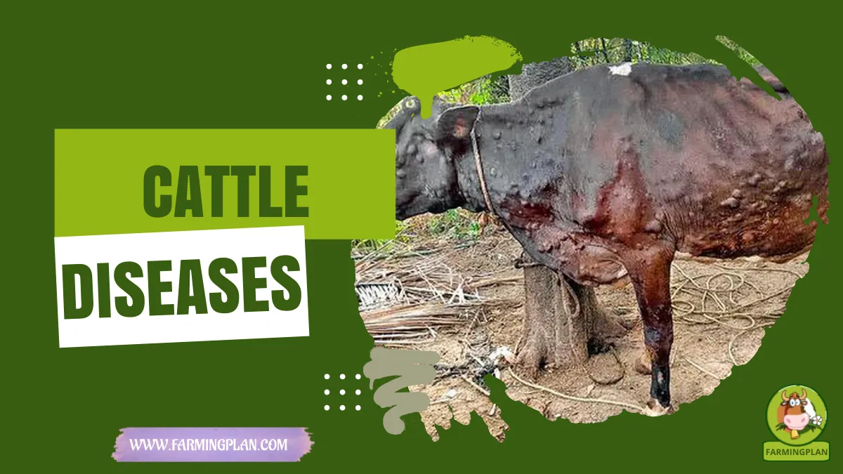 cattle diseases