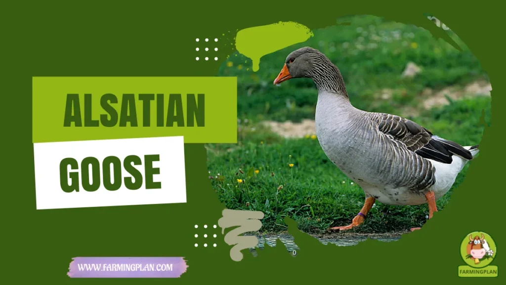 Alsatian Goose