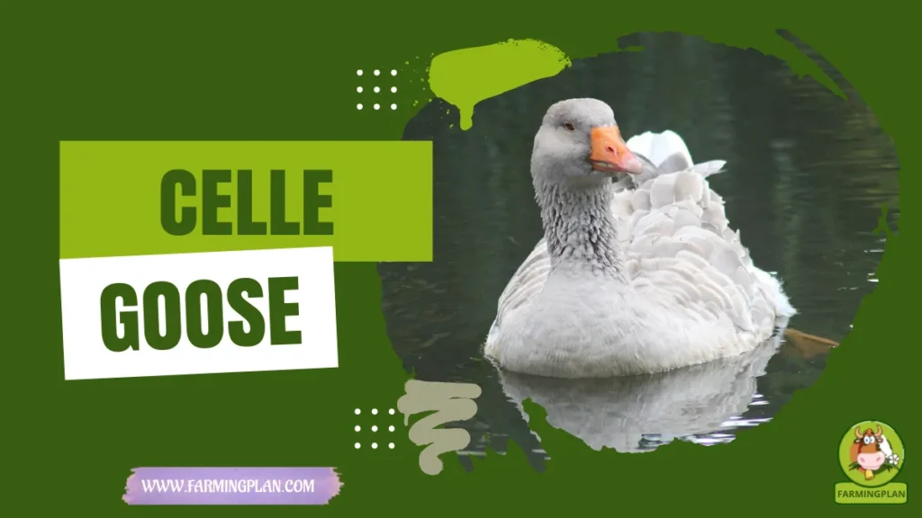 celle goose