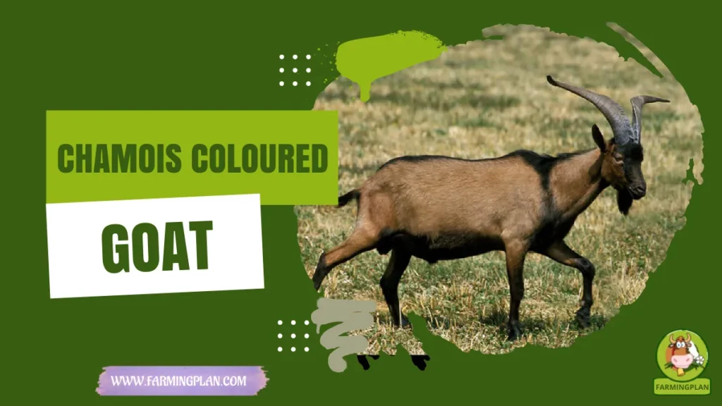 Chamois Coloured Goat