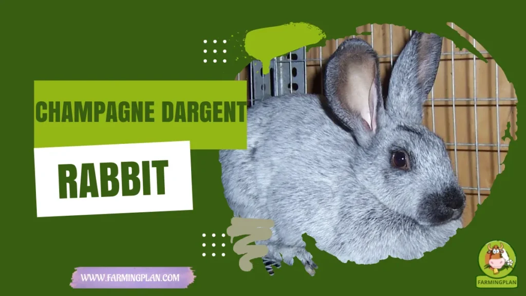 champagne dargent rabbit