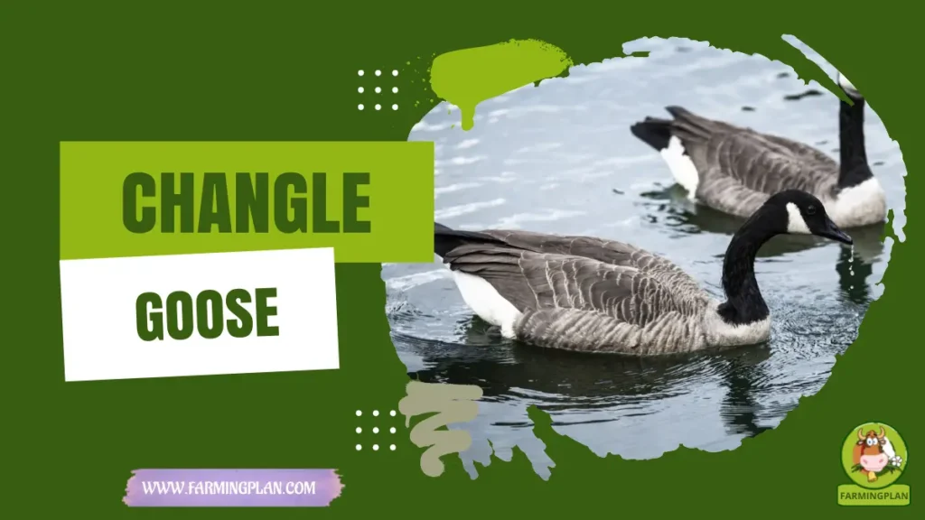 Changle Goose