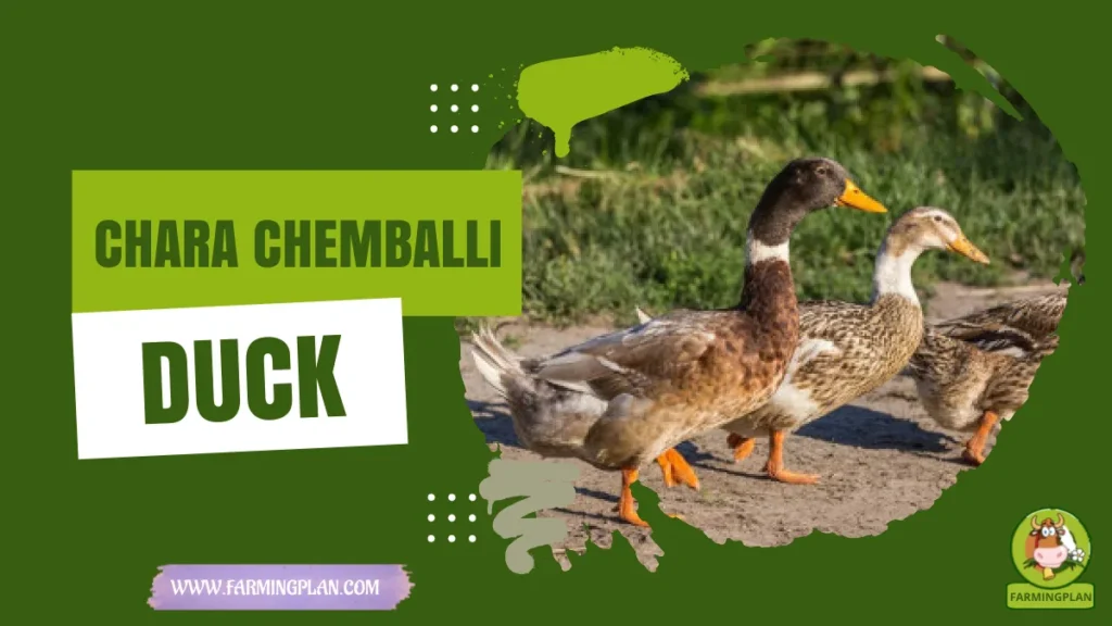 chara chemballi duck