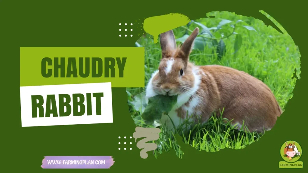 chaudry rabbit