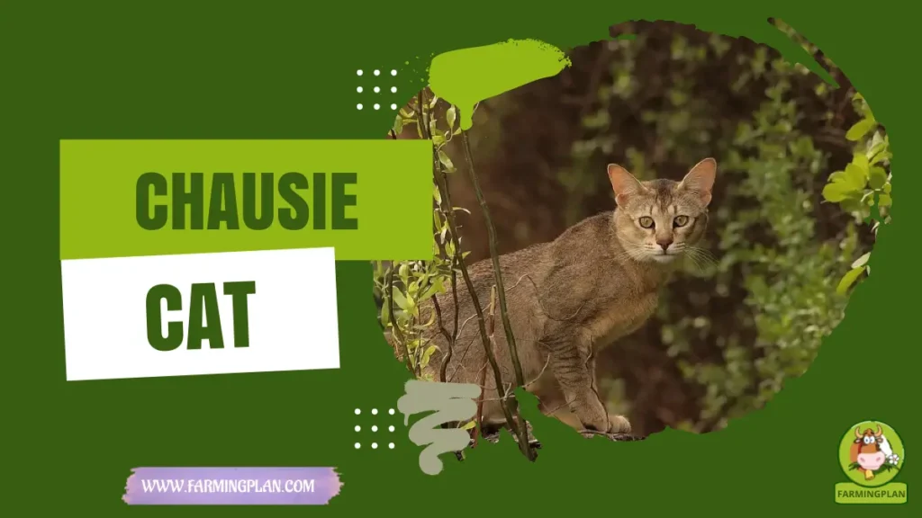chausie cat