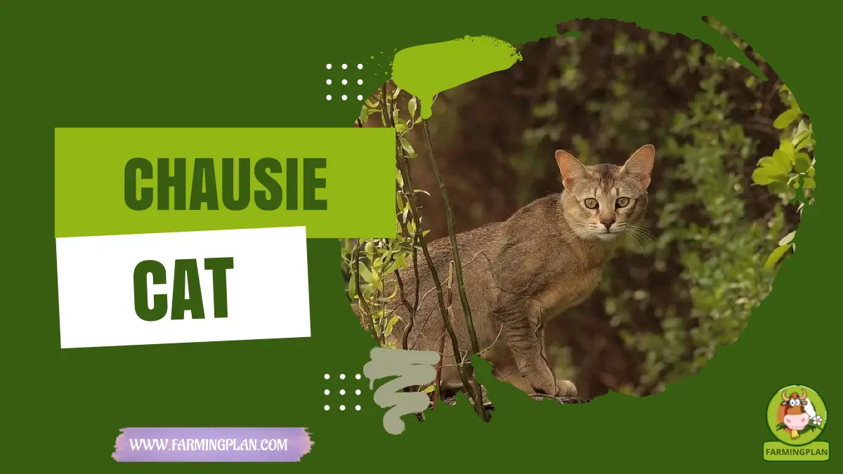 chausie cat