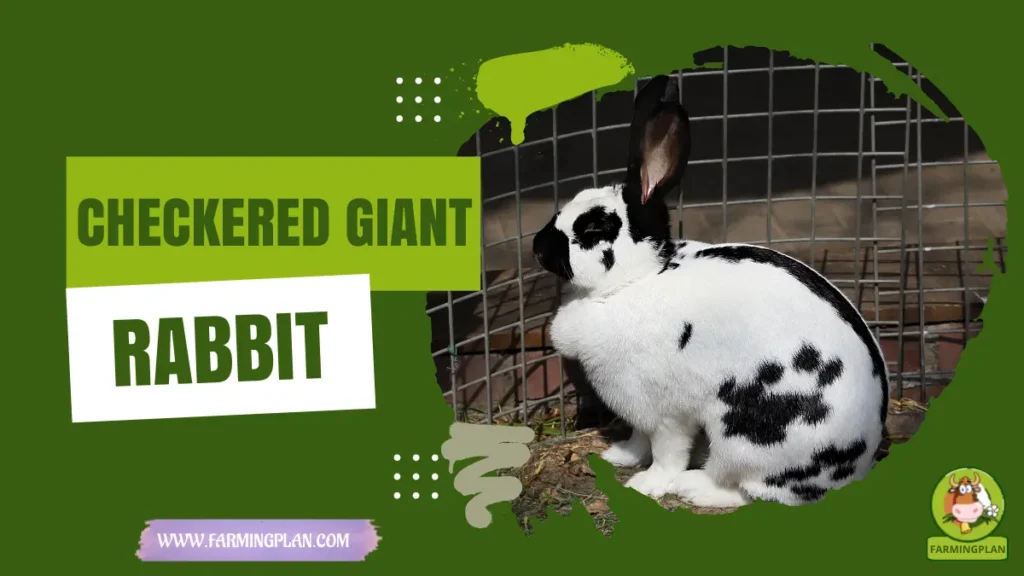 checkered giant rabbit