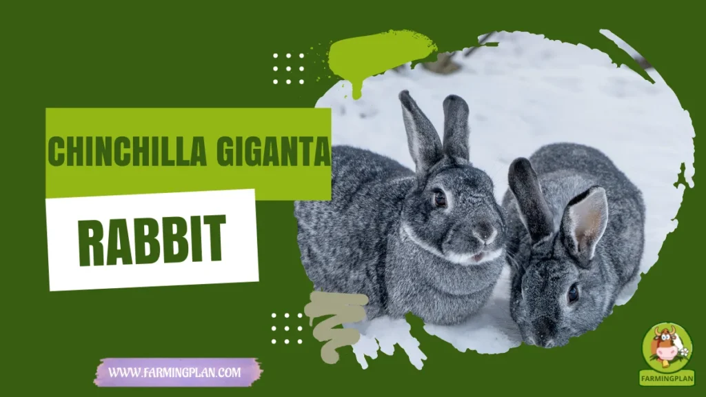 chinchilla giganta rabbit