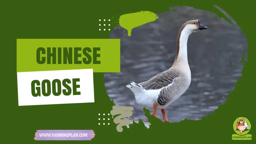 chinese goose
