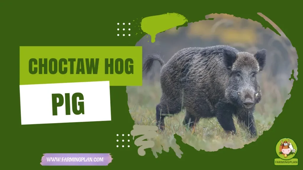Choctaw Hog Pig