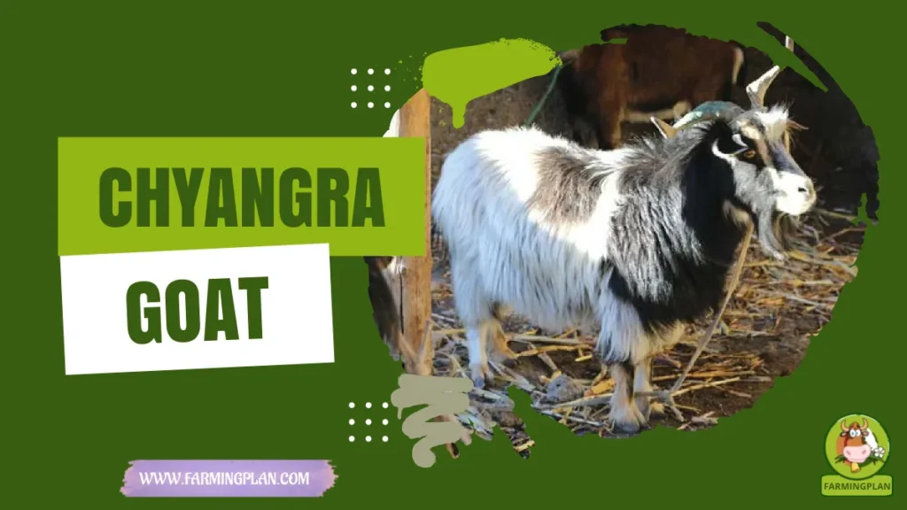Chyangra Goat
