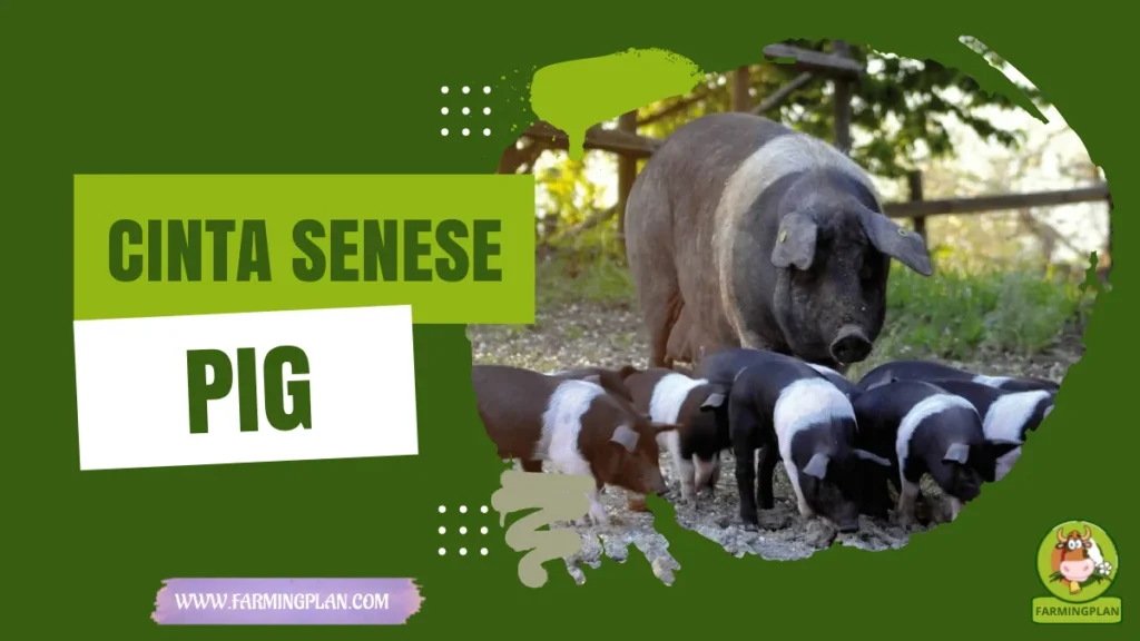 cinta senese pig
