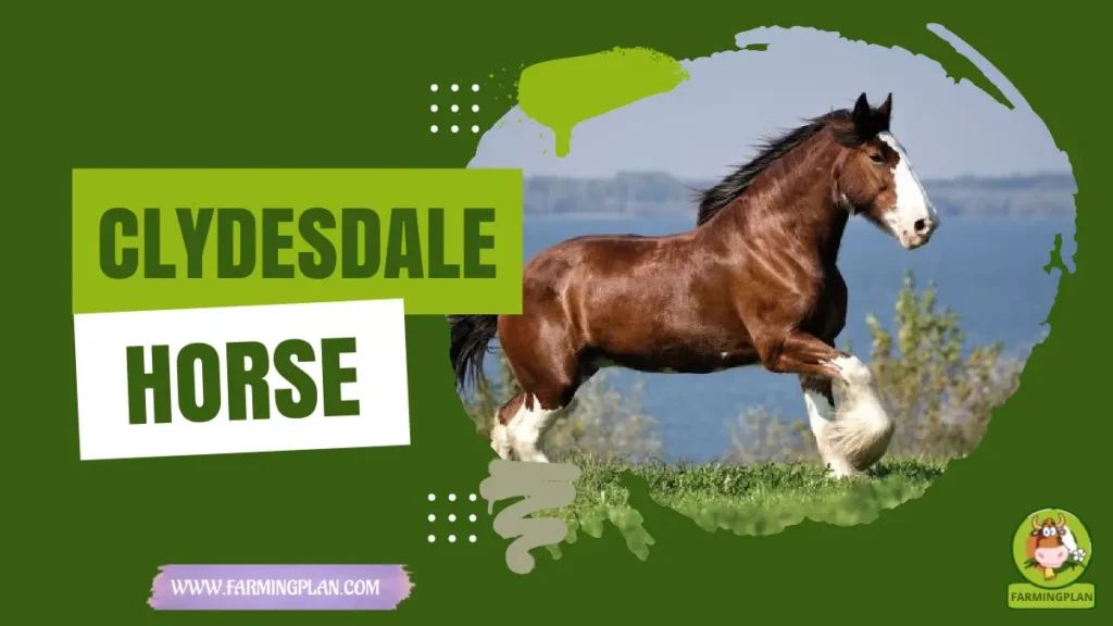 Clydesdale Horse