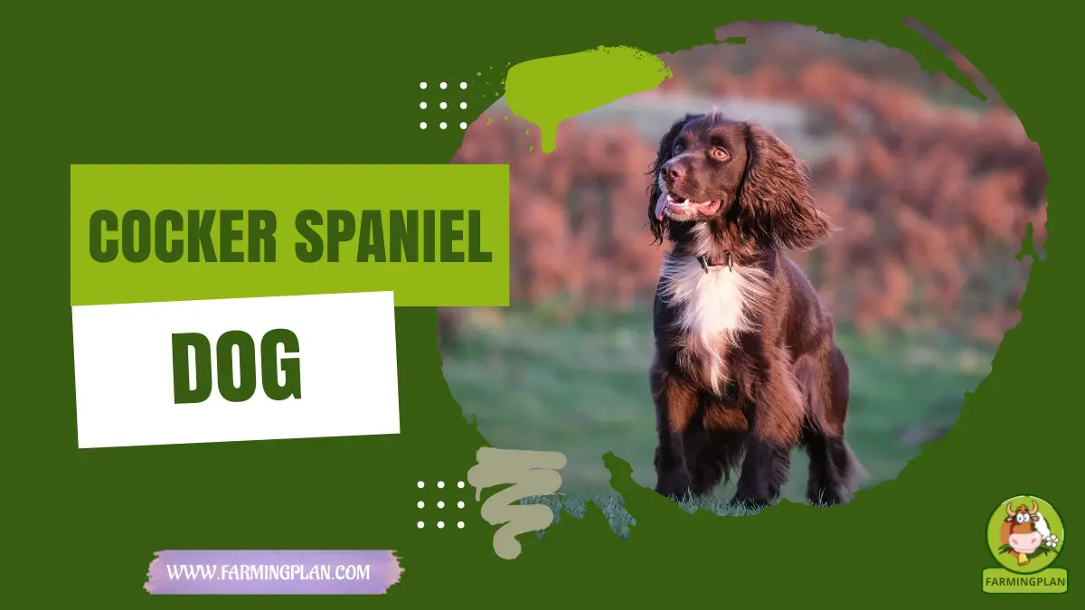 cocker spaniel dog