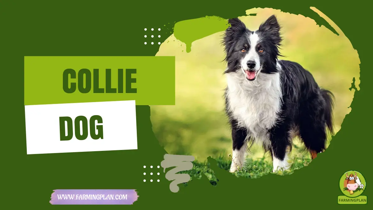 collie dog