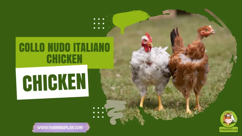 Collo Nudo Italiano Chicken