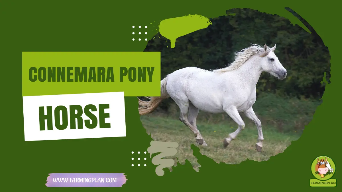 connemara pony horse