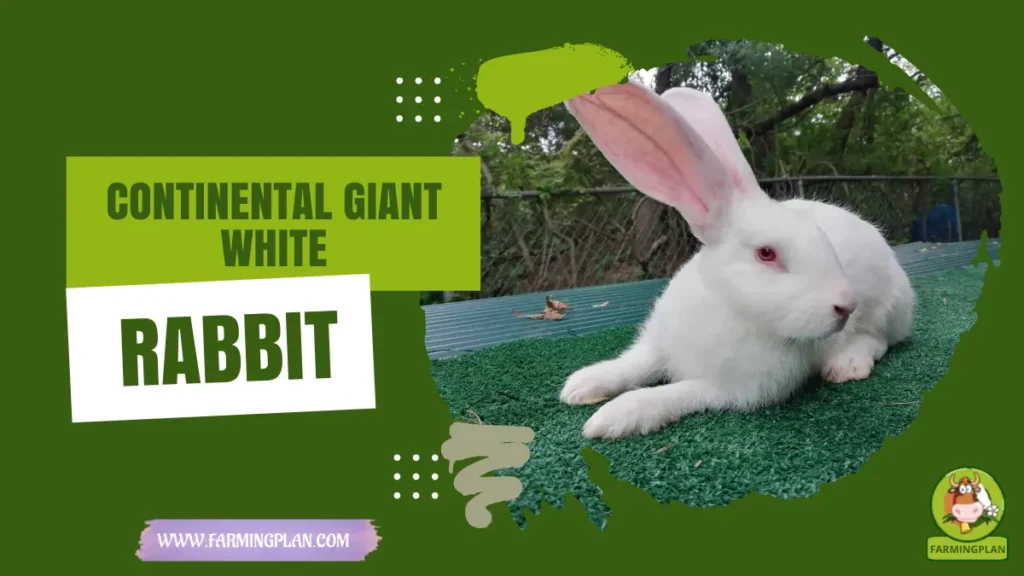 continental giant white rabbit