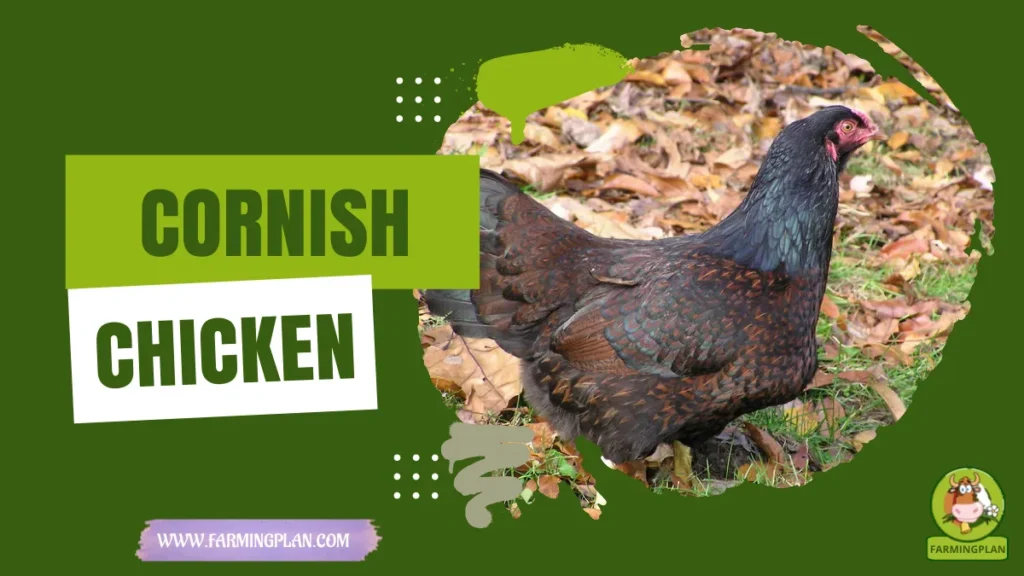 Cornish Chicken
