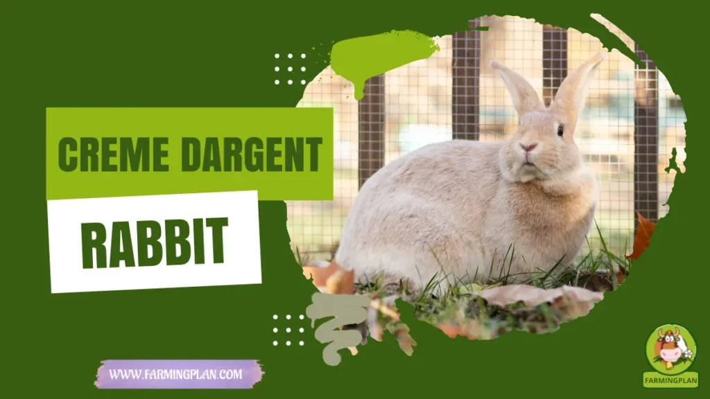 Creme d'Argent Rabbit