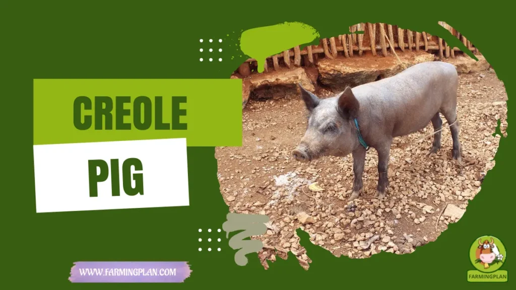Creole Pig