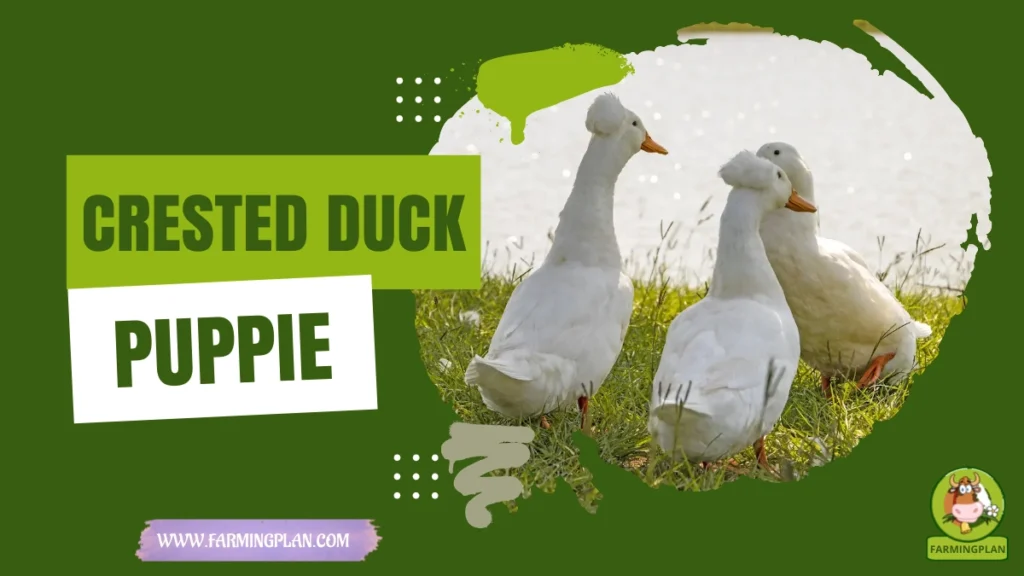 Crested Duck
