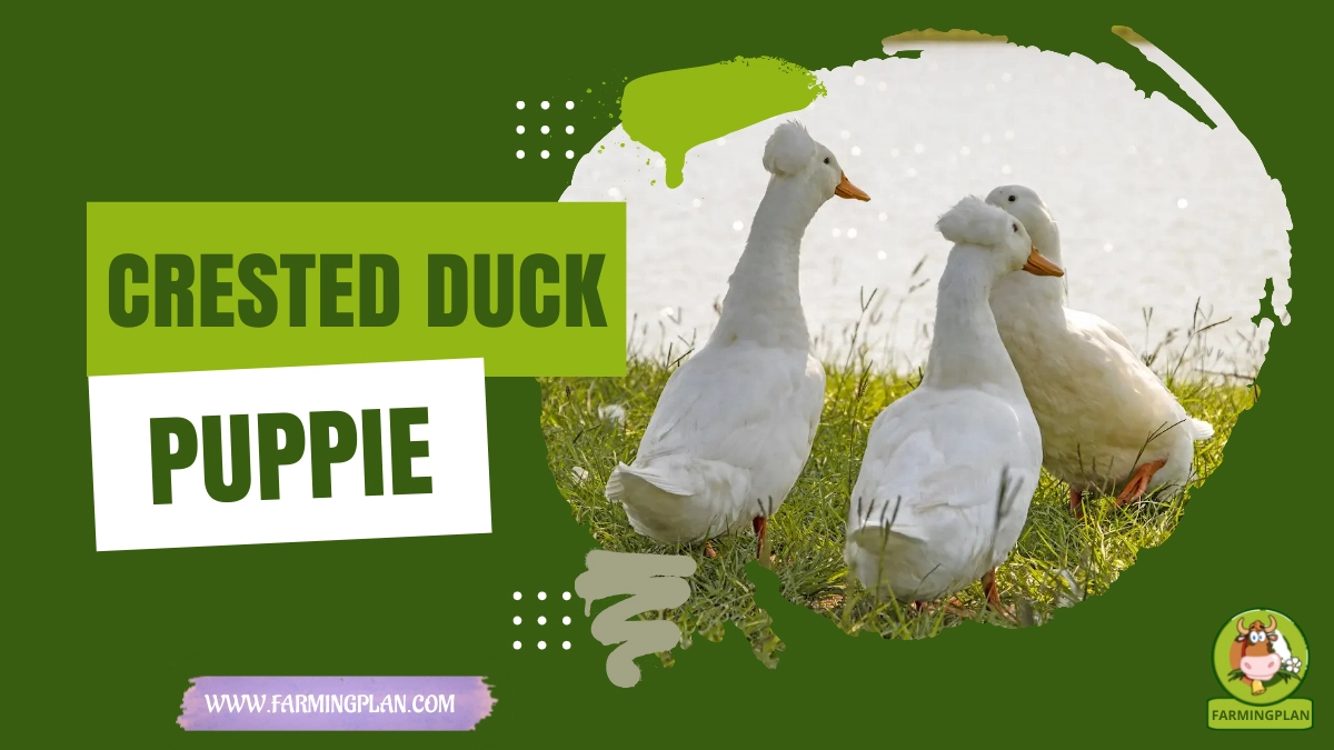 Crested Duck