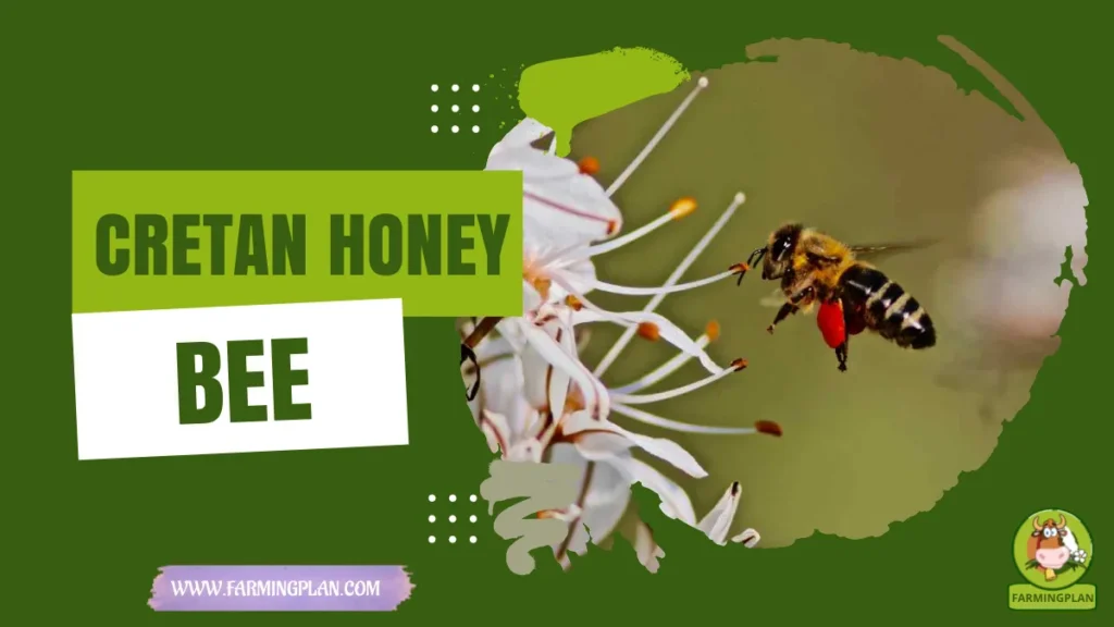 cretan honey bee