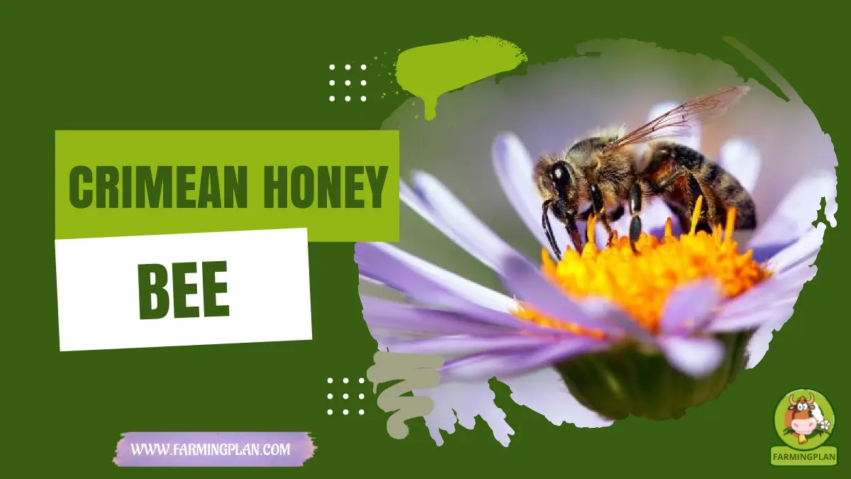 crimean honey bee