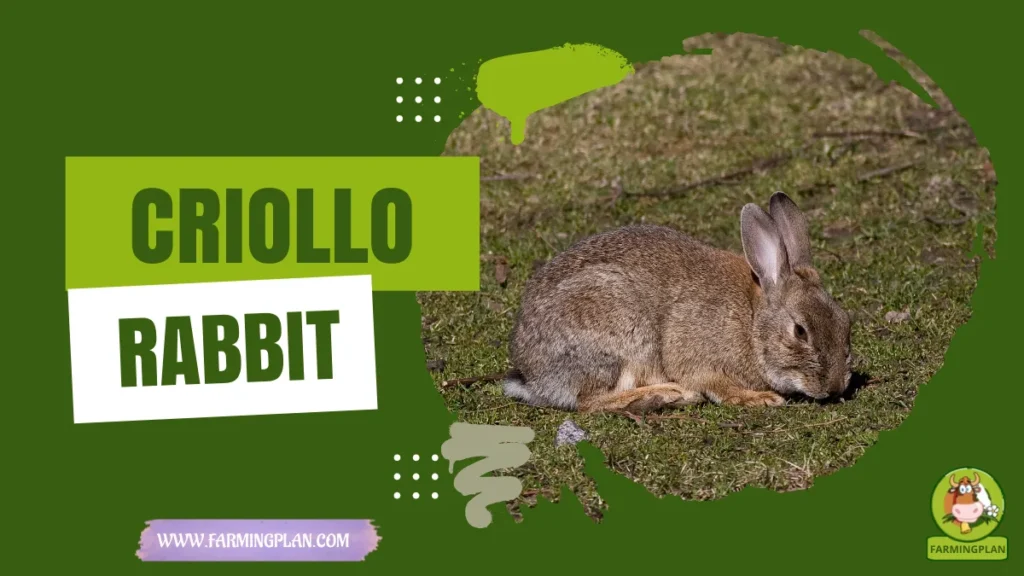 criollo rabbit