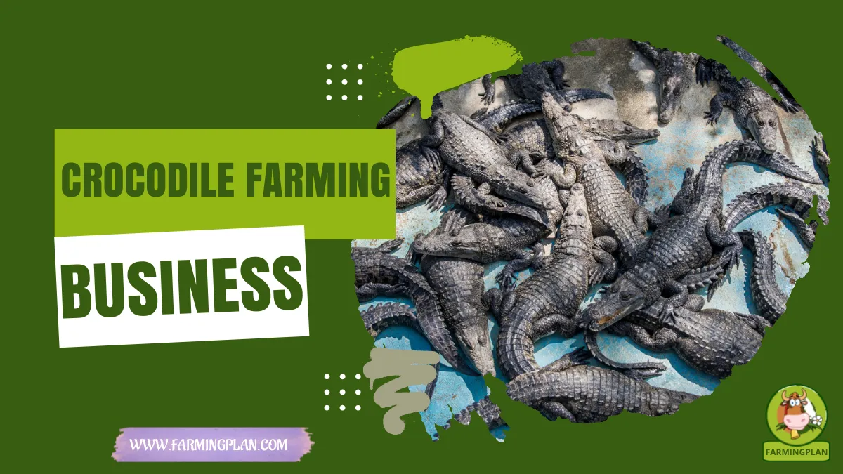 crocodile farming business