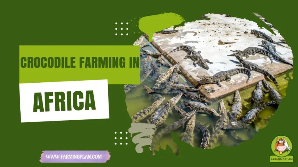 Crocodile Farming in Africa