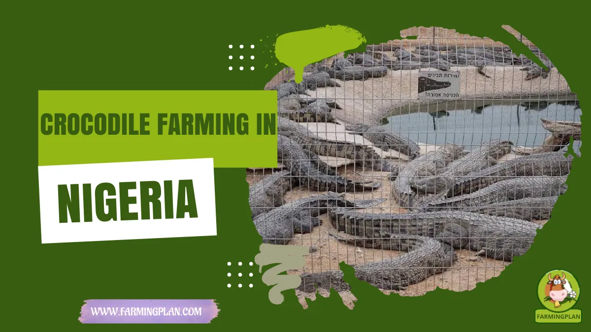 crocodile farming in nigeria